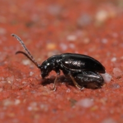Alticini (tribe) (Unidentified flea beetle) at Downer, ACT - 1 Aug 2021 by TimL