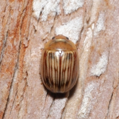 Faex sp. (genus) (Faex Leaf Beetle) at Downer, ACT - 1 Aug 2021 by TimL