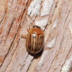 Faex sp. (genus) at Downer, ACT - 1 Aug 2021