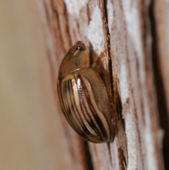 Faex sp. (genus) at Downer, ACT - 1 Aug 2021 12:00 PM