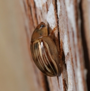 Faex sp. (genus) at Downer, ACT - 1 Aug 2021