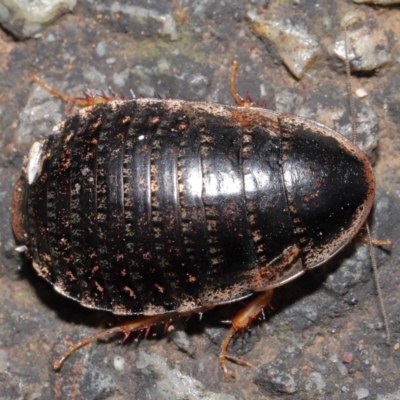 Calolampra sp. (genus) (Bark cockroach) at Acton, ACT - 1 Aug 2021 by TimL