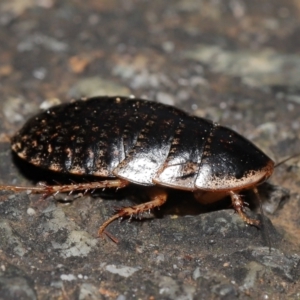 Calolampra sp. (genus) at Acton, ACT - 1 Aug 2021