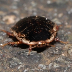 Calolampra sp. (genus) at Acton, ACT - 1 Aug 2021