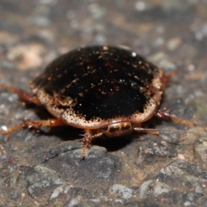 Calolampra sp. (genus) at Acton, ACT - 1 Aug 2021