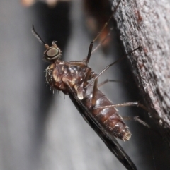 Sylvicola dubius (Wood-gnat) at Downer, ACT - 1 Aug 2021 by TimL