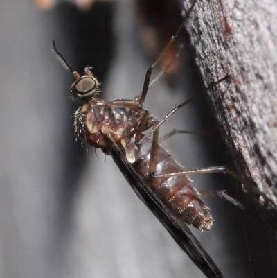 Sylvicola dubius (Wood-gnat) at Downer, ACT - 1 Aug 2021 by TimL
