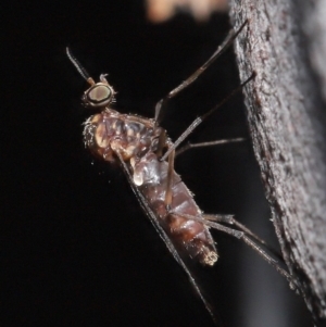 Sylvicola dubius at Downer, ACT - 1 Aug 2021