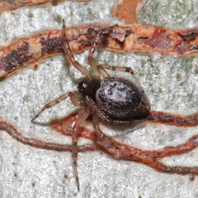 Euryopis sp. (genus) (An ant eating spider) at Downer, ACT - 1 Aug 2021 by TimL
