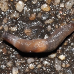 Deroceras laeve (Marsh Slug) at Acton, ACT - 1 Aug 2021 by TimL