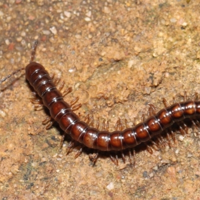 Paradoxosomatidae sp. (family) (Millipede) at Acton, ACT - 1 Aug 2021 by TimL