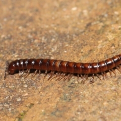 Paradoxosomatidae sp. (family) at Acton, ACT - 1 Aug 2021