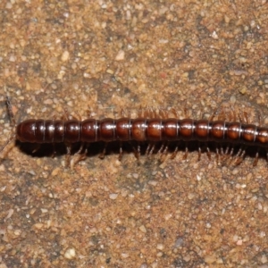 Paradoxosomatidae sp. (family) at Acton, ACT - 1 Aug 2021 12:25 PM