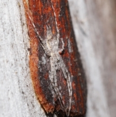 Tamopsis sp. (genus) at Downer, ACT - 1 Aug 2021