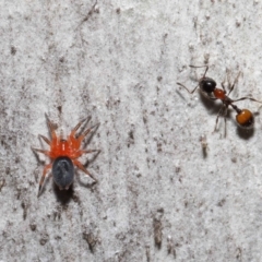 Nicodamidae (family) (Red and Black Spider) at ANBG - 5 Aug 2021 by TimL