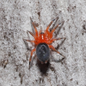 Nicodamidae (family) at Downer, ACT - 5 Aug 2021