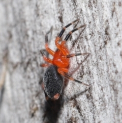 Nicodamidae (family) at Downer, ACT - 5 Aug 2021