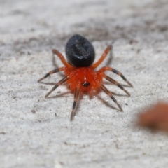 Nicodamidae (family) at Downer, ACT - 5 Aug 2021