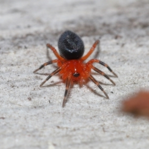 Nicodamidae (family) at Downer, ACT - 5 Aug 2021