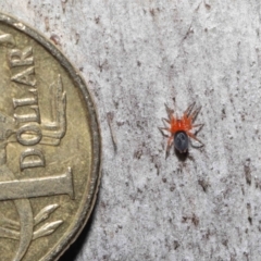 Nicodamidae (family) at Downer, ACT - 5 Aug 2021