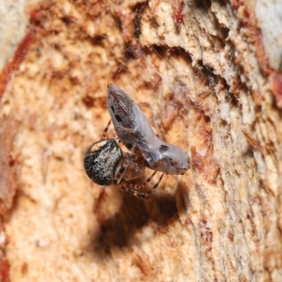 Cryptachaea veruculata (Diamondback comb-footed spider) at ANBG - 1 Aug 2021 by TimL