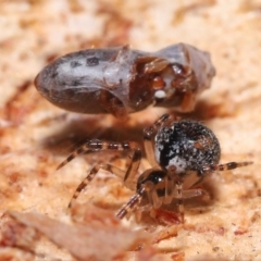 Cryptachaea veruculata at Acton, ACT - 1 Aug 2021