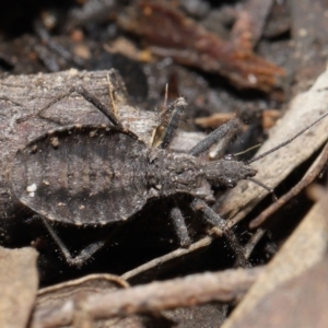 Coranus sp. (genus) at Downer, ACT - 30 Jul 2021