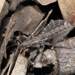 Coranus sp. (genus) at Downer, ACT - 30 Jul 2021