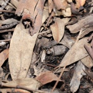 Coranus sp. (genus) at Downer, ACT - 30 Jul 2021