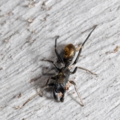 Myrmarachne luctuosa (Polyrachis Ant Mimic Spider) at Bruce, ACT - 5 Aug 2021 by Roger