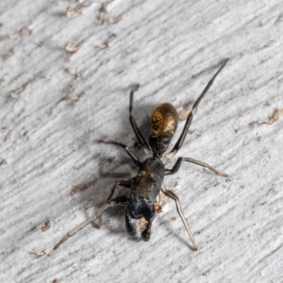 Myrmarachne luctuosa (Polyrachis Ant Mimic Spider) at Black Mountain - 5 Aug 2021 by Roger