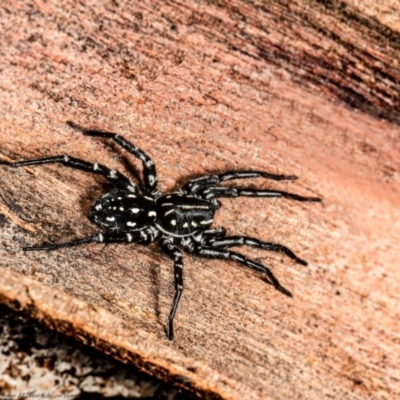 Nyssus albopunctatus (White-spotted swift spider) at Downer, ACT - 5 Aug 2021 by Roger