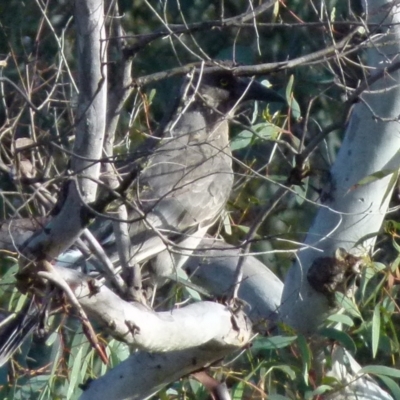 Strepera versicolor (Grey Currawong) at Boro - 2 Aug 2021 by Paul4K