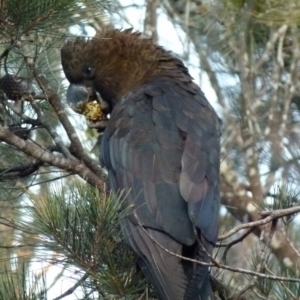 Calyptorhynchus lathami lathami at Borough, NSW - suppressed