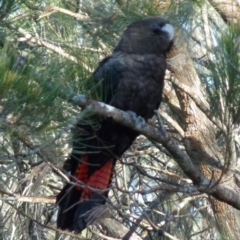 Calyptorhynchus lathami lathami at Borough, NSW - 4 Aug 2021
