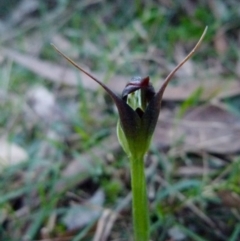 Pterostylis pedunculata (Maroonhood) at Boro, NSW - 3 Aug 2021 by Paul4K