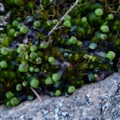 Asterella drummondii (A thallose liverwort) at QPRC LGA - 4 Aug 2021 by Paul4K