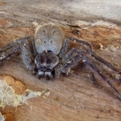 Isopeda sp. (genus) (Huntsman Spider) at Boro, NSW - 4 Aug 2021 by Paul4K