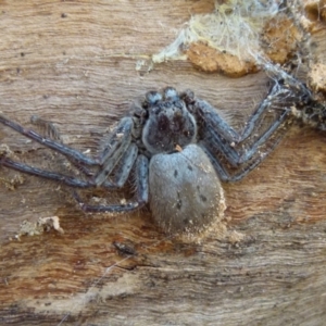 Isopeda sp. (genus) at Boro, NSW - 4 Aug 2021