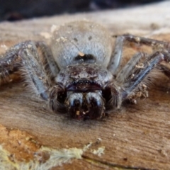 Isopeda sp. (genus) at Boro, NSW - suppressed