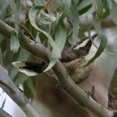 Pomatostomus superciliosus (White-browed Babbler) at Albury - 5 Aug 2021 by PaulF