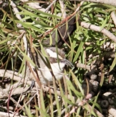 Pomatostomus superciliosus at Springdale Heights, NSW - 5 Aug 2021