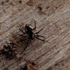 Euryopis splendens (Splendid tick spider) at Boro - 3 Aug 2021 by Paul4K