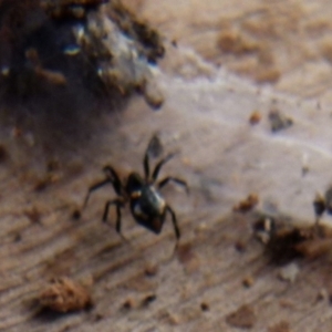 Euryopis splendens at Boro, NSW - 3 Aug 2021