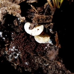 Unidentified Cap on a stem; gills below cap [mushrooms or mushroom-like] at Boro, NSW - 5 Aug 2021 by Paul4K