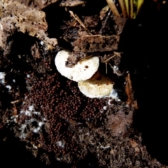 zz agaric (stem; gills white/cream) at Boro, NSW - 5 Aug 2021 by Paul4K