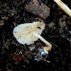 zz agaric (stem; gills white/cream) at Boro, NSW - 5 Aug 2021