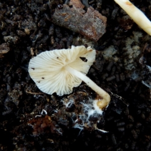 zz agaric (stem; gills white/cream) at Boro, NSW - 5 Aug 2021