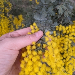 Acacia baileyana at Table Top, NSW - 5 Aug 2021