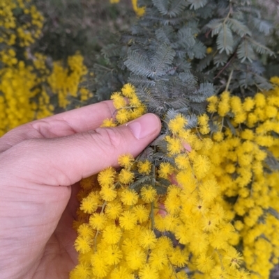 Acacia baileyana (Cootamundra Wattle, Golden Mimosa) at Albury - 5 Aug 2021 by Darcy